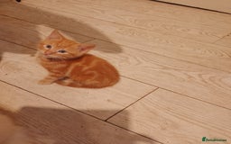 Mixed Breed cats for sale: Adorable ginger kittens  - Advert 1