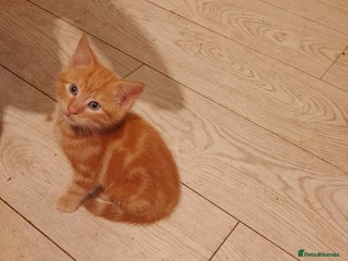 Mixed Breed cats Adorable ginger kittens - Advert 1