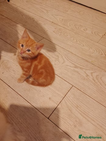 Mixed Breed cats Adorable ginger kittens - Advert 1