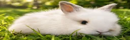Lionhead rabbits for sale: Beautiful Lionhead Babies  - Advert 2