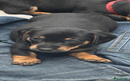 Mixed Breed dogs for sale: Jack Russell x Dachshund - Image 1