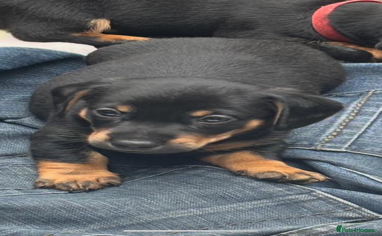 Mixed Breed dogs - Advert 8