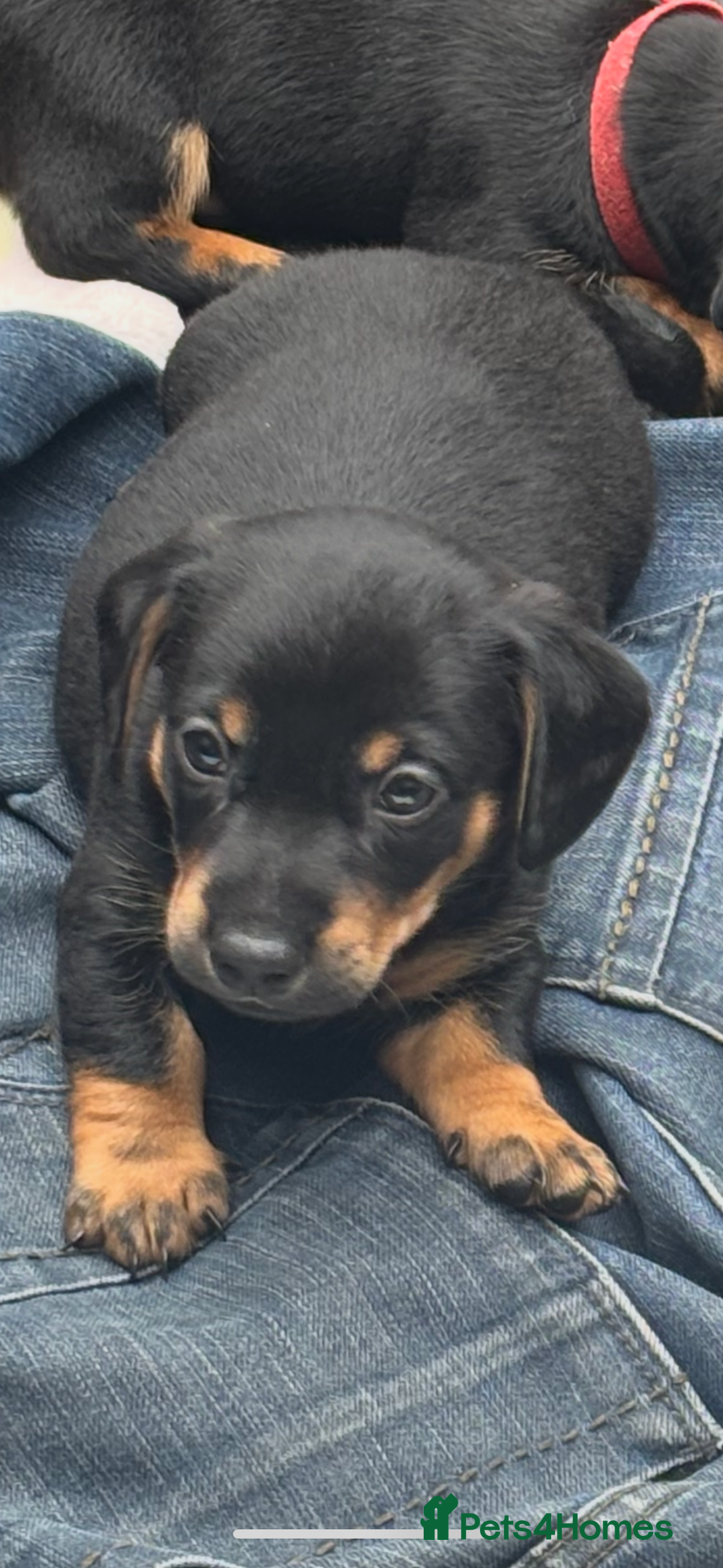 Mixed Breed dogs for sale: Jack Russell x Dachshund - Image 1