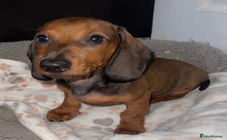 Miniature Dachshund dogs - Advert 1