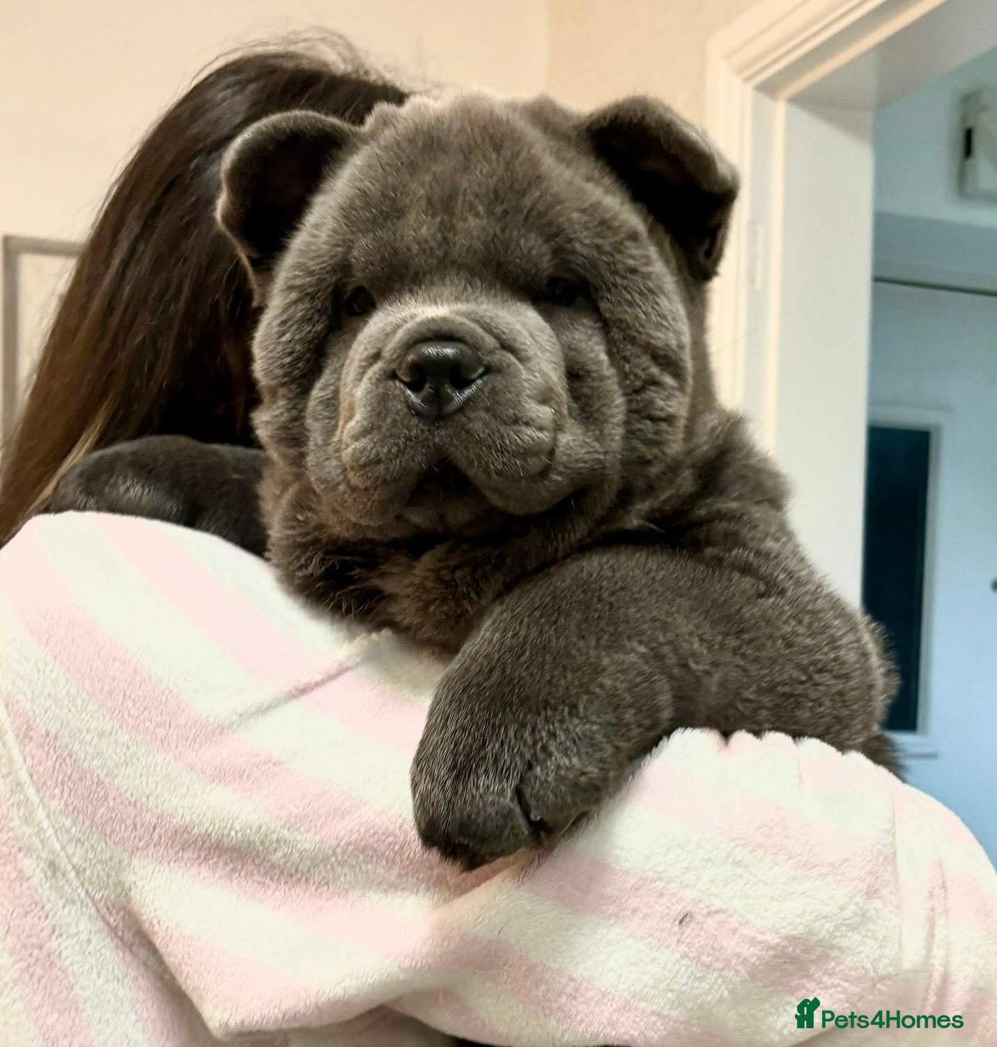 Chow Chow dogs Blue smooth male carrying chocolate - Advert 8