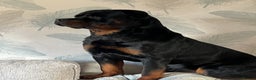 Rottweiler dogs for stud: PROVEN STUD FULLY KC CHAMPION BLOODLINED MALE  in Telford - Advert 13