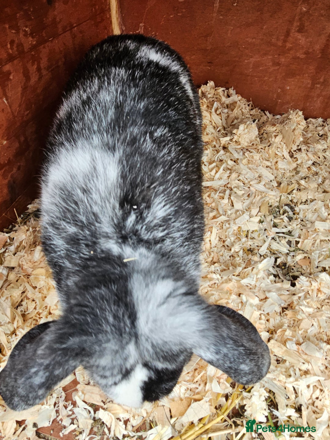 Mini Lop rabbits for sale: Mini lop buck 10 month old - Advert 4