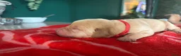 Labrador Retriever dogs for sale: Labrador puppies. PLEASE READ DESCRIPTION.  - Advert 9