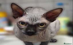 Sphynx cats for sale: Adult Canadian Sphynx for sale and Stud males  - Image 6