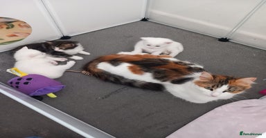 Mixed Breed cats - Advert 6