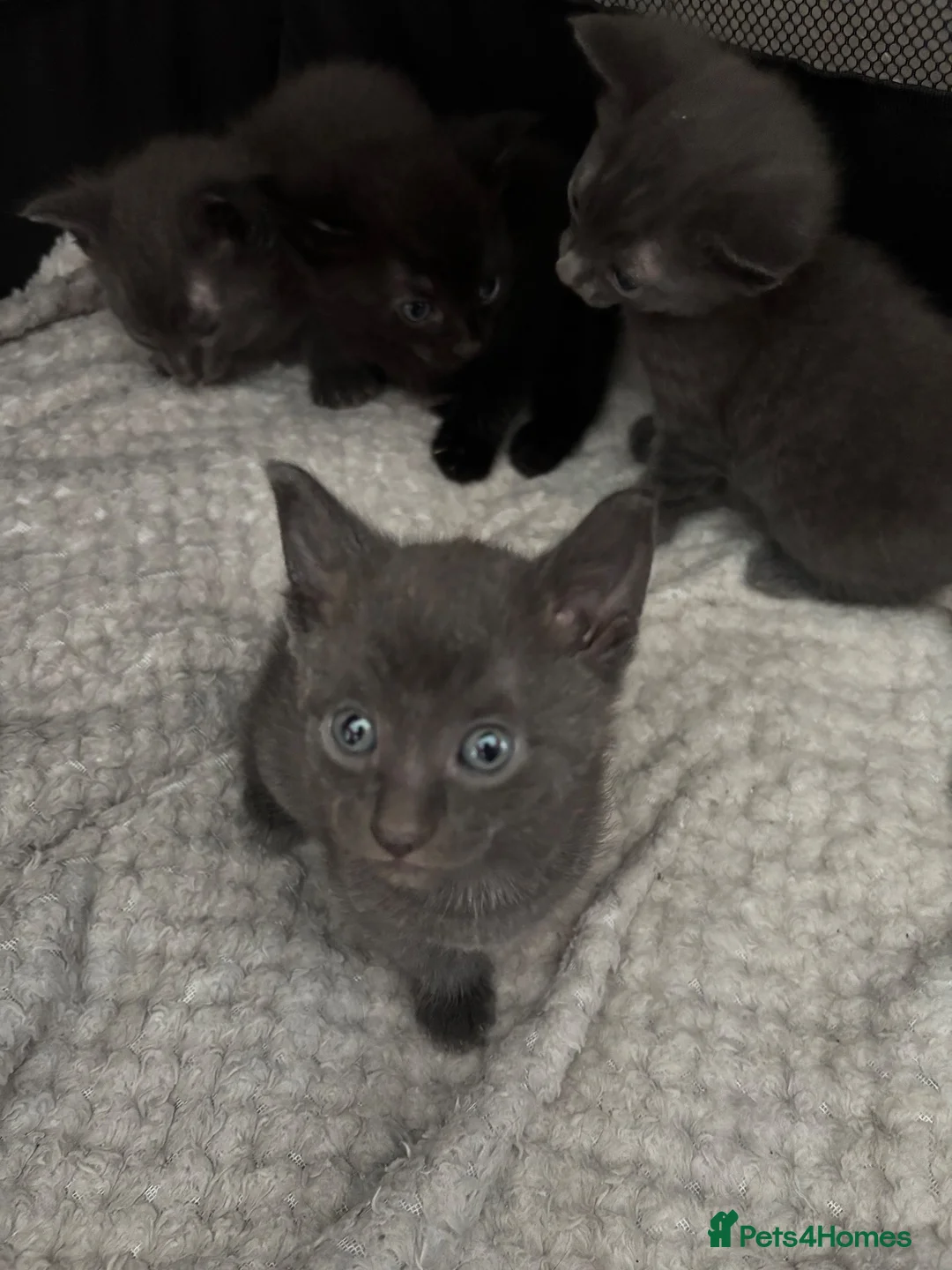 Mixed Breed cats for sale: Kittens for sale  - Advert 2
