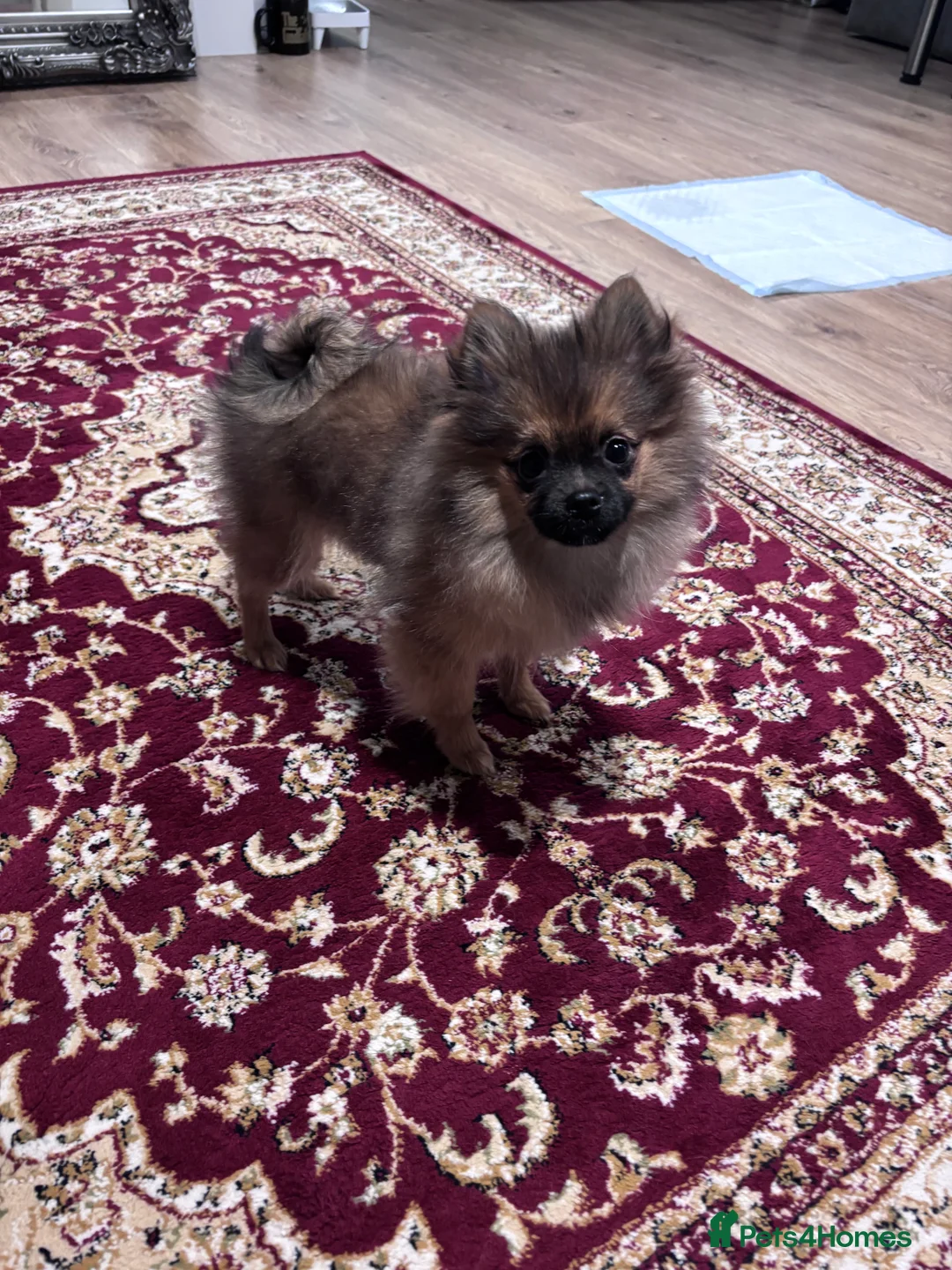 Pomeranian dogs for sale: 🐾 Stunning Male Pomeranian Puppy – £1,750 🐾 - Advert 24