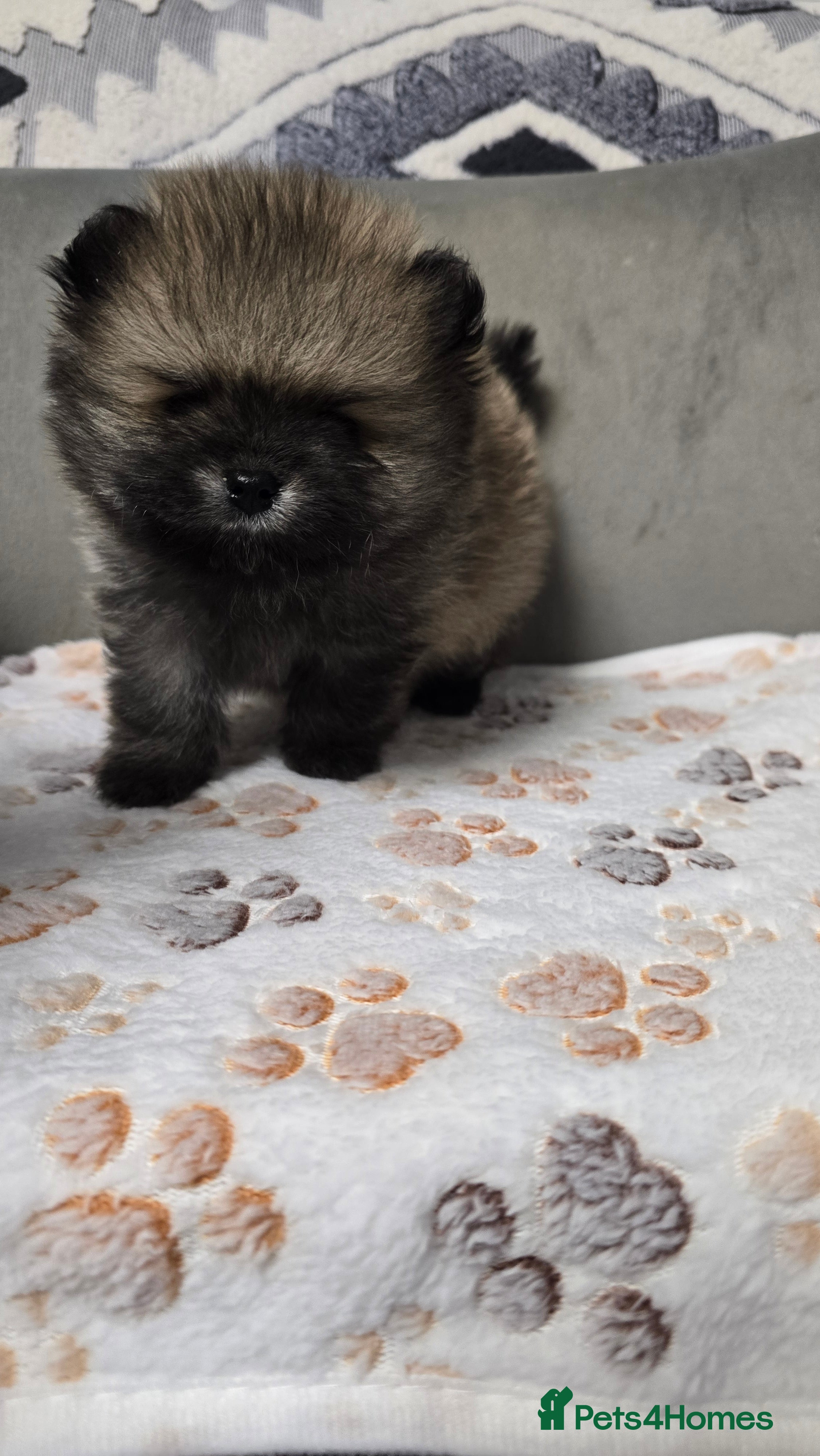 Pomeranian dogs Stunning teddy faces puppys - Advert 1