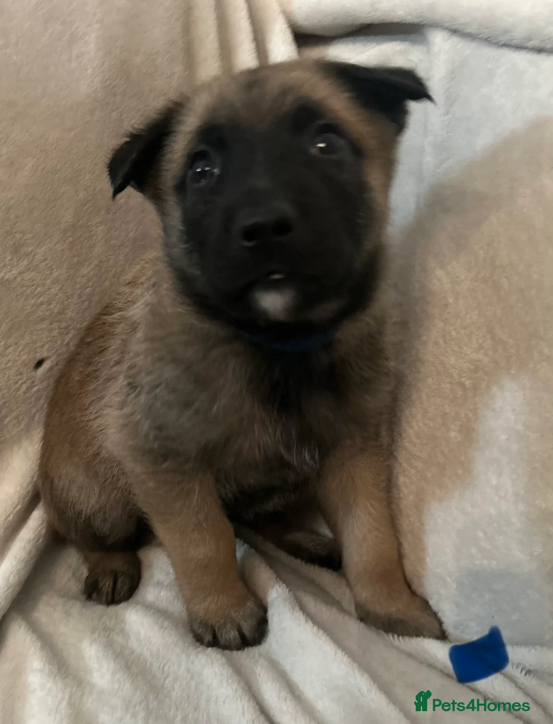 German Shepherd dogs for sale: German shepherd pups - Advert 12