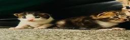 British Shorthair cats for sale: British Shorthair - 1 MALE 1FEMALE - Advert 6