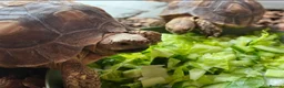 Tortoise reptiles for sale: Sulcata tortoise x2 with full set up - Advert 11