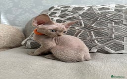 Devon Rex cats for sale: TICA Registered- Lilac Devon Rex Kittens - Image 37
