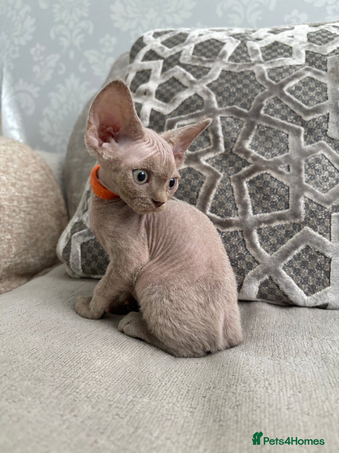 Devon Rex cats for sale: TICA Registered- Lilac Devon Rex Kittens - Image 37