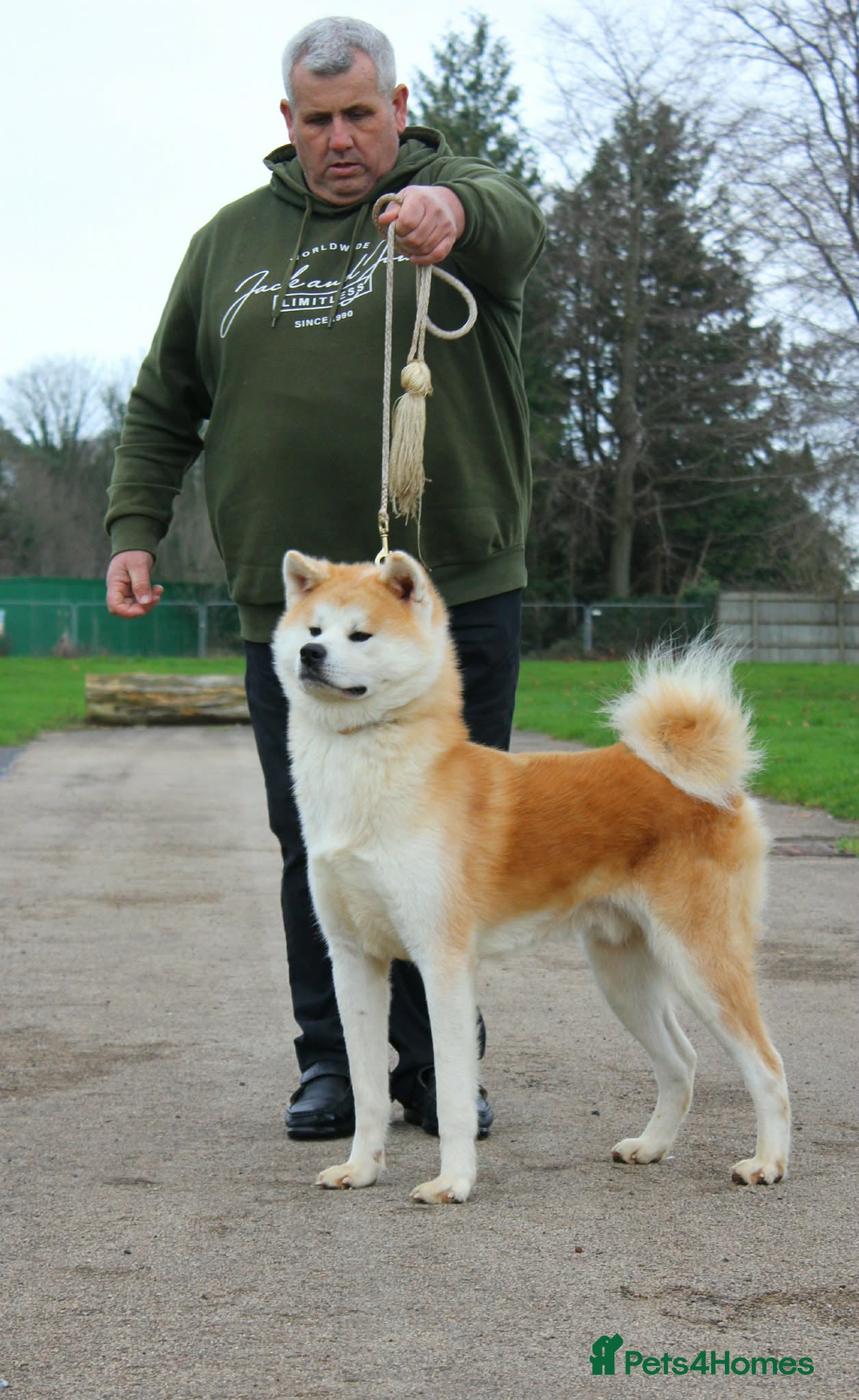 Japanese Akita Inu dogs Stunning male Japanese Akita Inu - Advert 1
