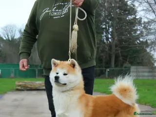 Japanese Akita Inu dogs Stunning male Japanese Akita Inu - Advert 1