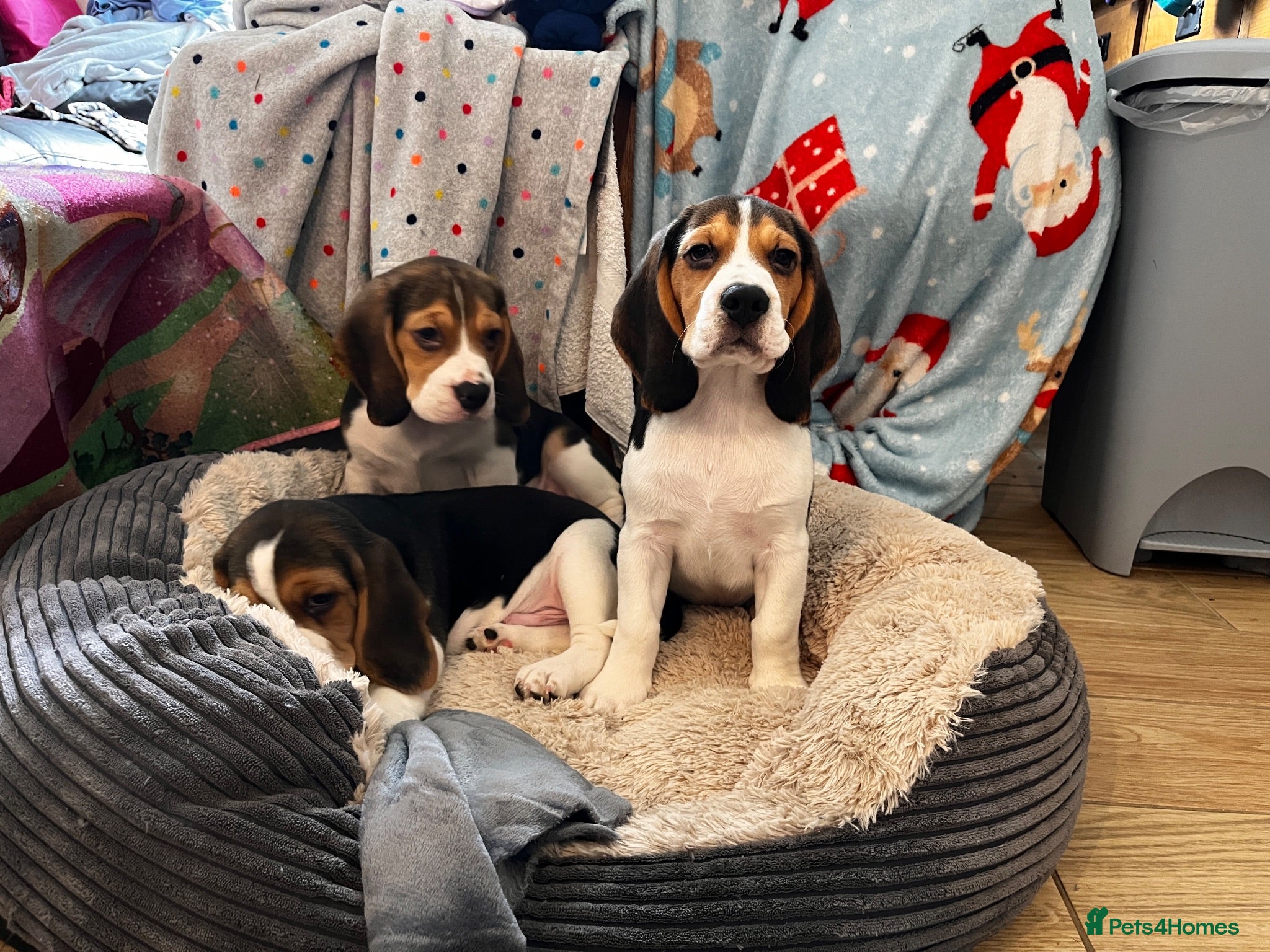 Beagle dogs KC registered and DNA health tested - Advert 11