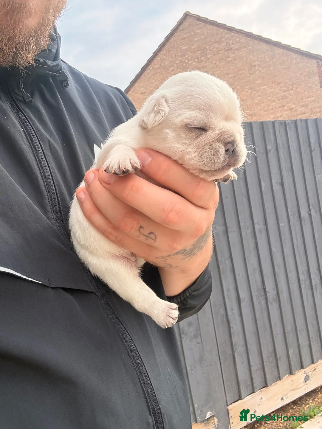 French Bulldog dogs for sale:     💎 Premium French Bulldog Puppies   in Poole - Advert 12