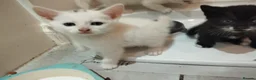 Mixed Breed cats for sale: Beautiful mixed breed kittens  - Advert 6