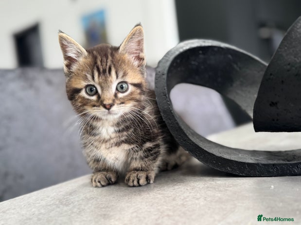 Munchkin cats - Advert 1