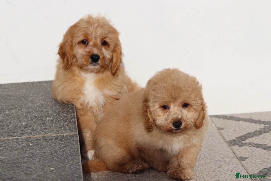 Cavapoo dogs for sale: F1 Cavapoo puppies for sale FULLY VACCINATED - Advert 14