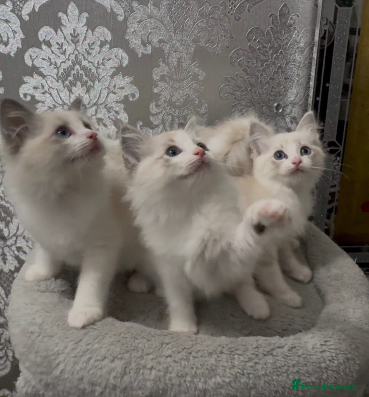 Ragdoll cats for sale: Stunning Ragdoll kittens - Advert 2