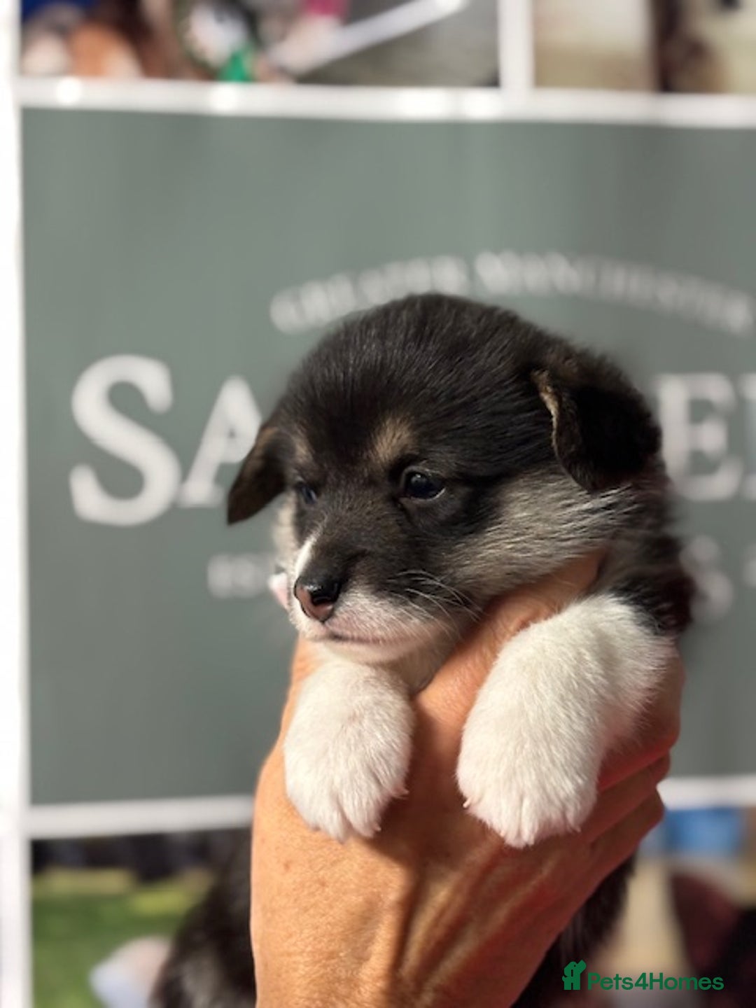 Welsh Corgi Pembroke dogs for sale: Tri coloured quality pedigree puppies available - Advert 14