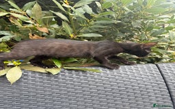 Bengal cats for sale: Mix bread ******s - Image 1