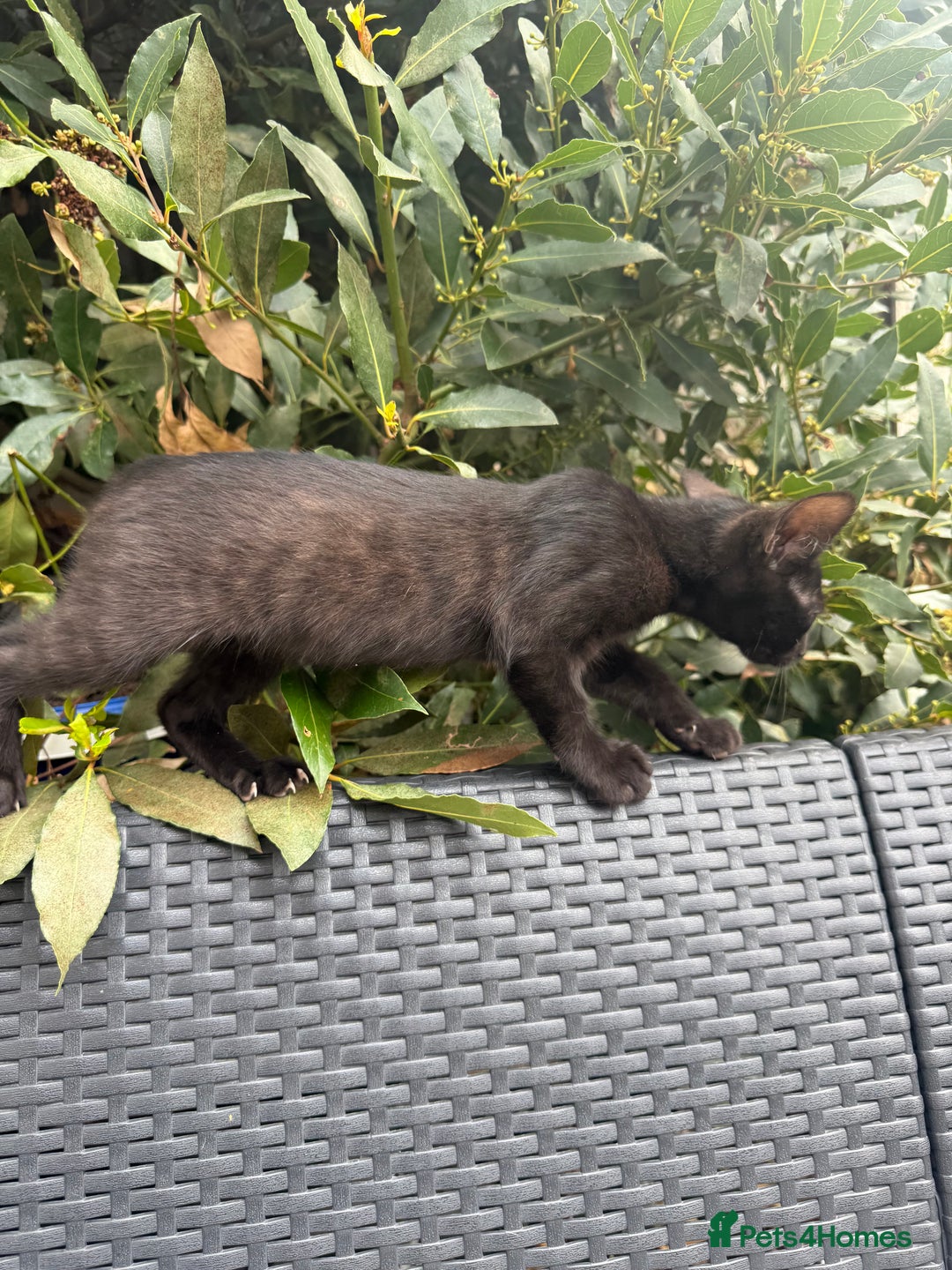 Bengal cats for sale: Mix bread ******s - Image 1