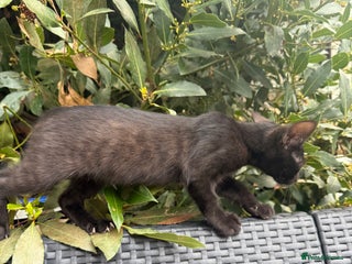 Bengal cats - Advert 17