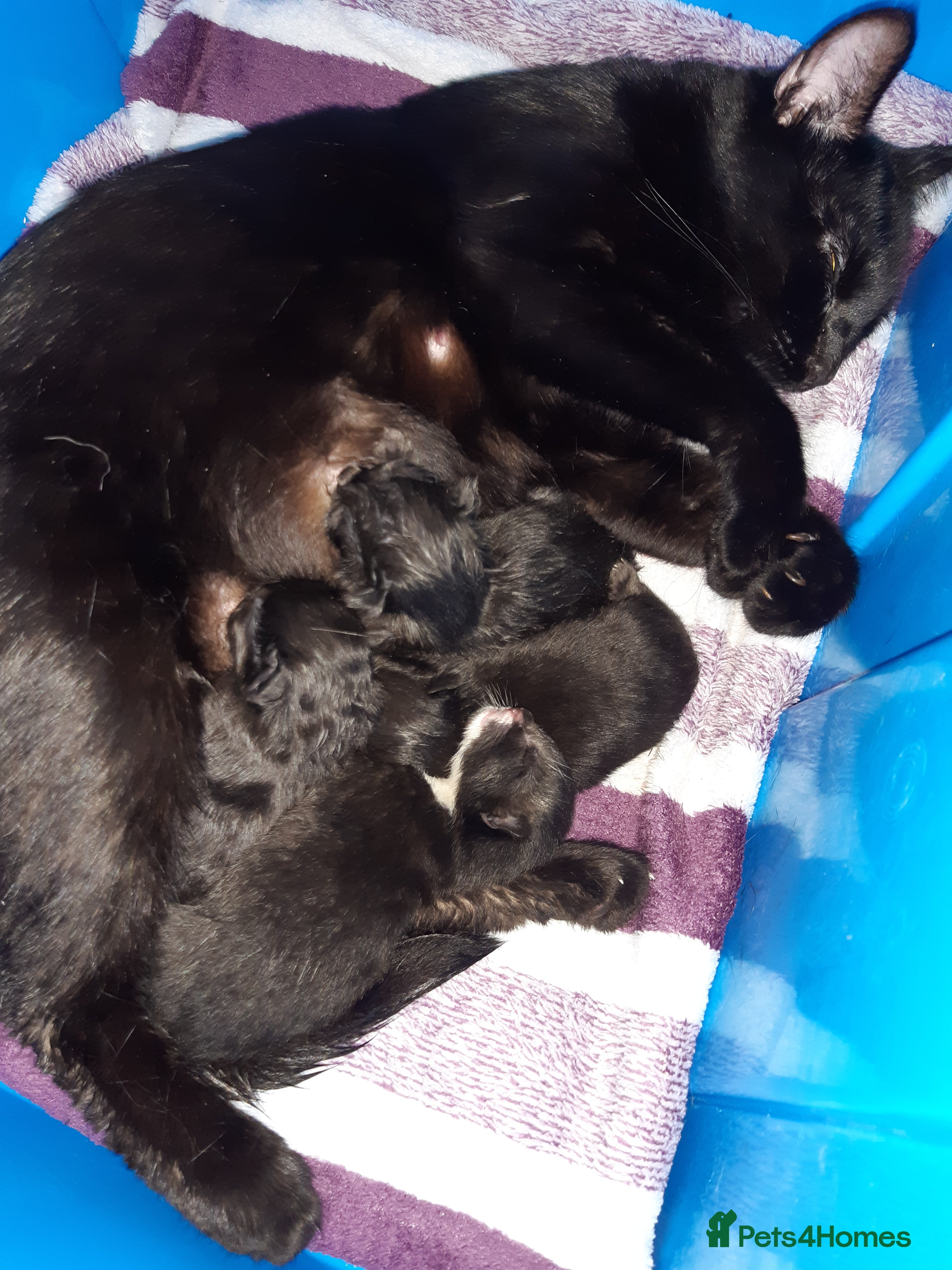 Ragdoll cats Black fluffy ragdoll x domestic kittens  - Advert 1