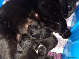 Ragdoll cats Black fluffy ragdoll x domestic kittens - Advert 5