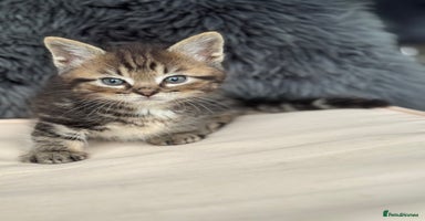 Munchkin cats - Advert 13