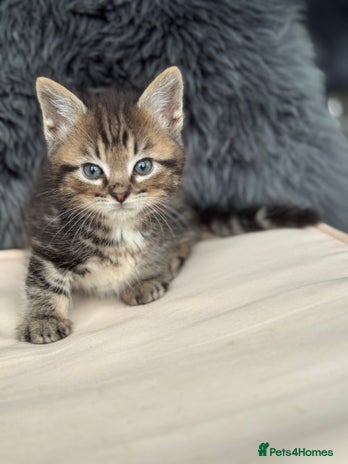 Munchkin cats - Advert 2