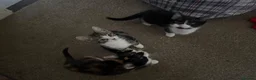 Mixed Breed cats for sale: 3 mix breed kittens  - Advert 9