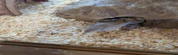 Skink reptiles for sale: Blue tongue skink baby - Advert 3