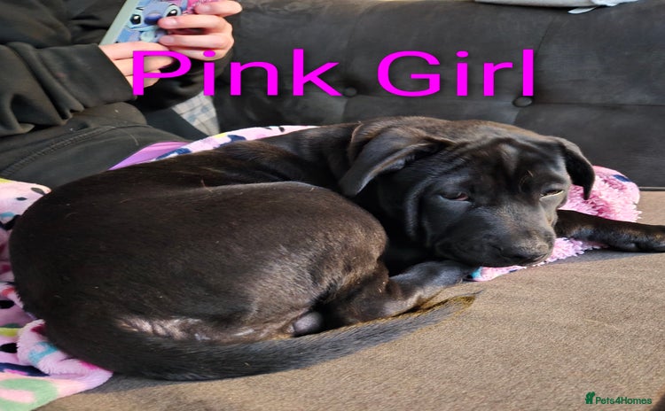 Mixed Breed dogs - Advert 1