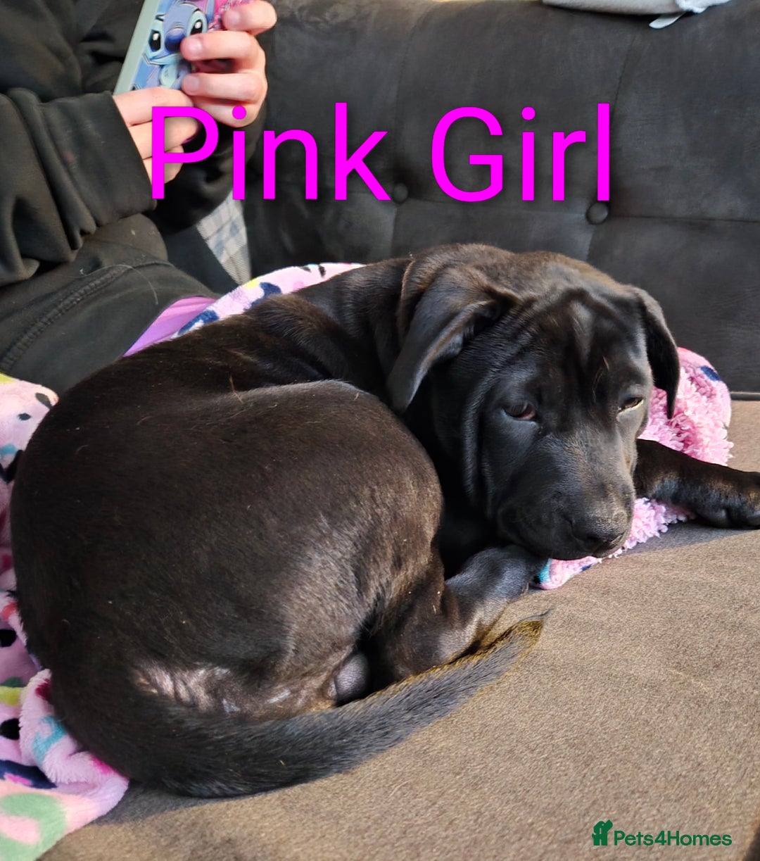 Mixed Breed dogs for sale: Shar Pei x Chow Last Pup available  - Image 1