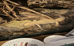 Leopard Gecko reptiles for sale: 2 leopard geckos and vivarium for sale  - Image 9