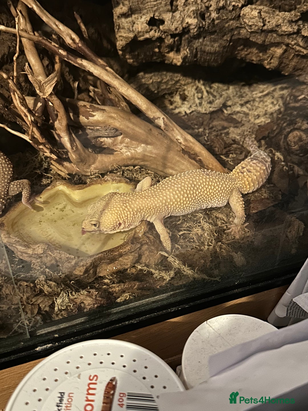 Leopard Gecko reptiles for sale: 2 leopard geckos and vivarium for sale  - Image 9