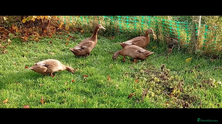 Ducks poultry - Advert 1