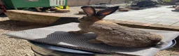 Continental Giant rabbits for sale: Male Continental German Giant Rabbit  - Advert 3