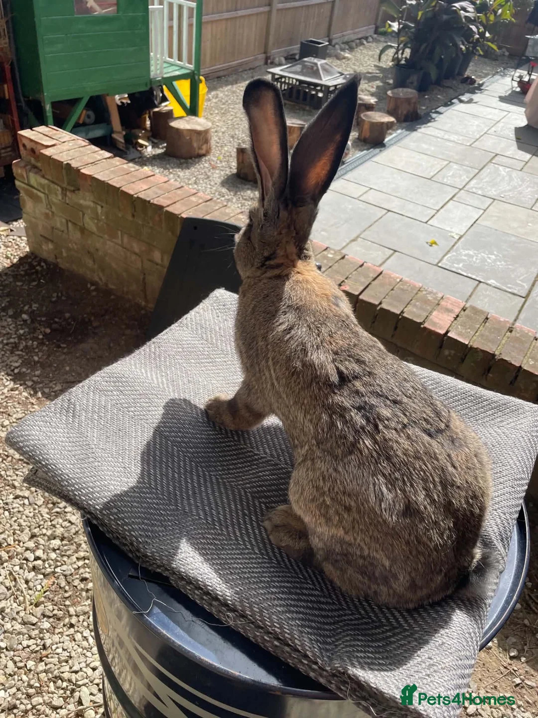 Continental Giant rabbits for sale: Male Continental German Giant Rabbit  - Advert 3