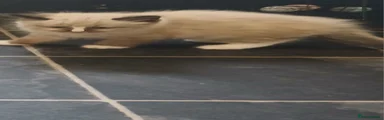 Ragdoll 1