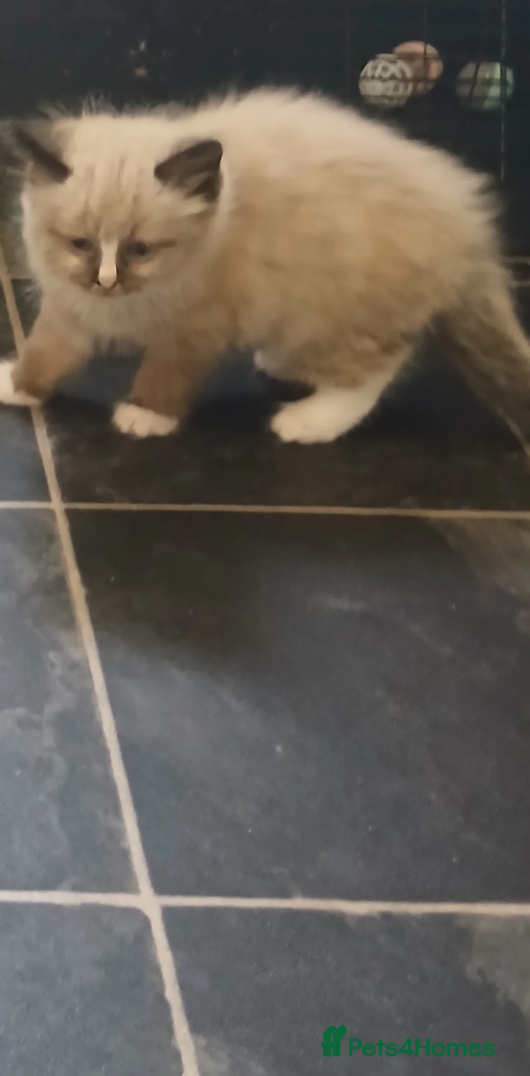 Ragdoll cats for sale: Ragdoll mix - Advert 5