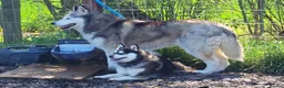 Pomsky dogs for sale: Micro F4 blue pomsky pup's  - Advert 29